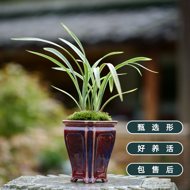 兰花盆景盆栽绿植建兰峨眉雪带盆栽好包邮