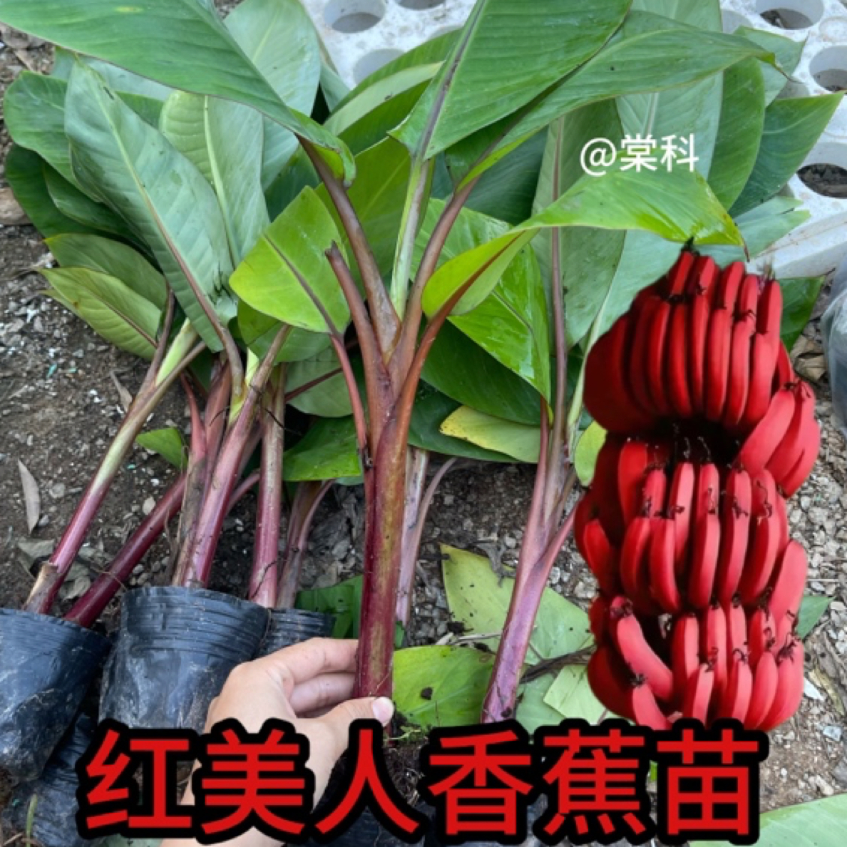 香蕉树苗泰国红美人香蕉矮化盆栽红香蕉粉蕉地栽庭院种植
