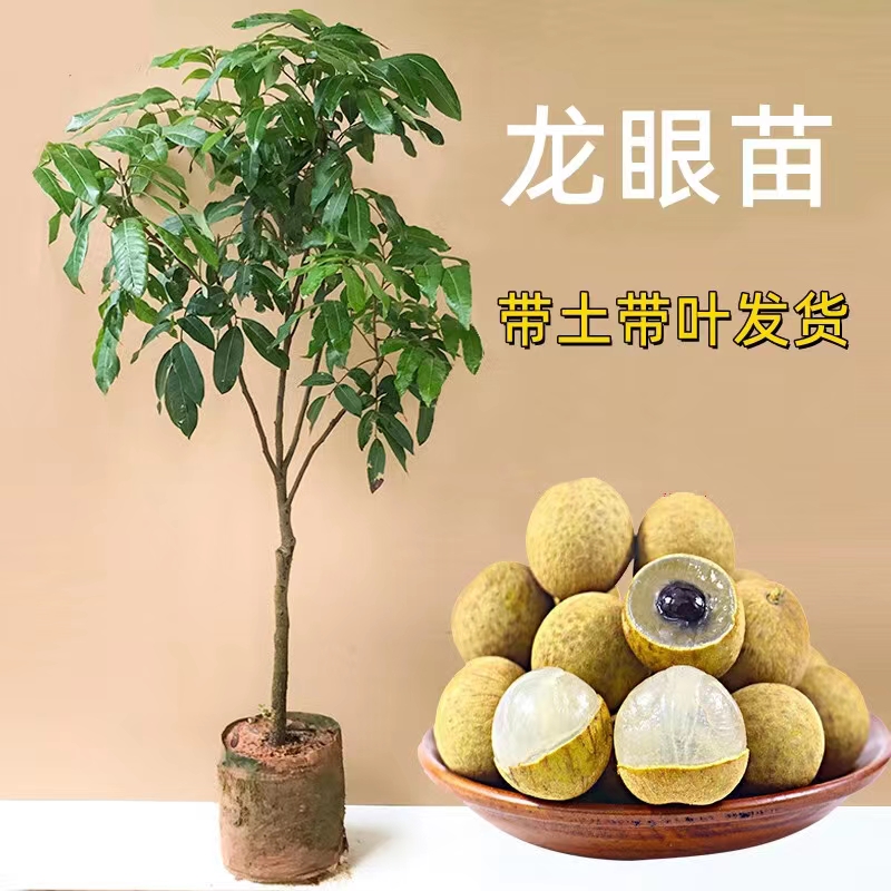 龙眼树苗石硖储良龙眼苗桂圆嫁接苗四季龙眼盆栽阳台种植当年结果