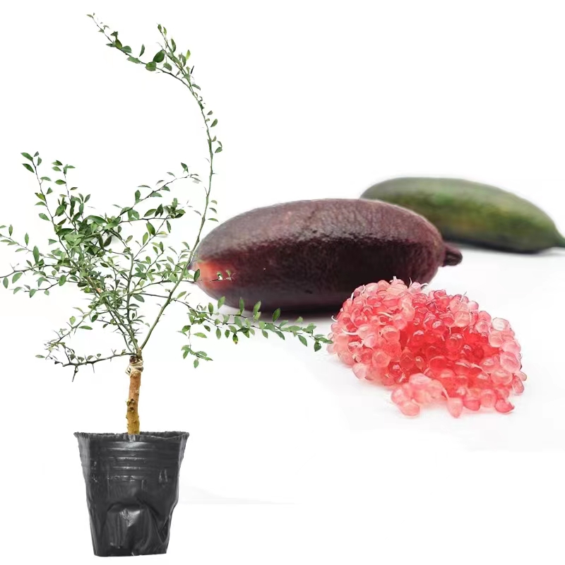 红香槟手指柠檬果树苗当年结果四季地栽盆栽嫁接树带土带叶多年生