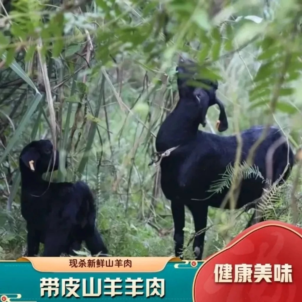 湖南湘西小耳朵黑山羊