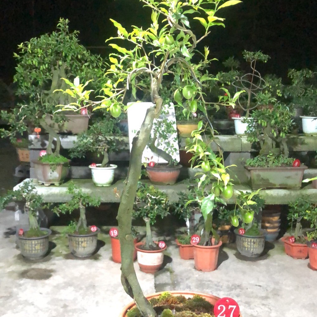 【一物一拍 】大中小挂果金弹子 室内外盆景 喜阳喜水