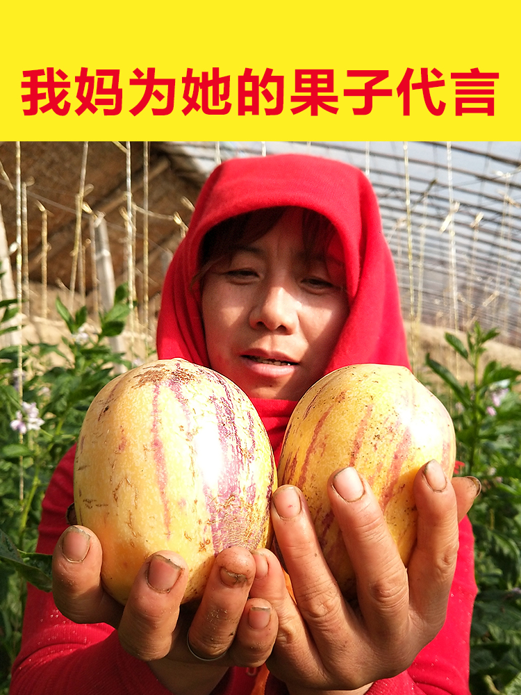 【牧阳】甘肃民勤现摘黄肉人参果产妇新鲜水果大果非云南人生果圆果