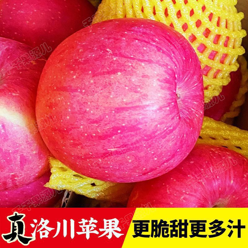 【牧阳】陕西正宗洛川红富士苹果新鲜水果脆甜多汁产地直发一整箱包