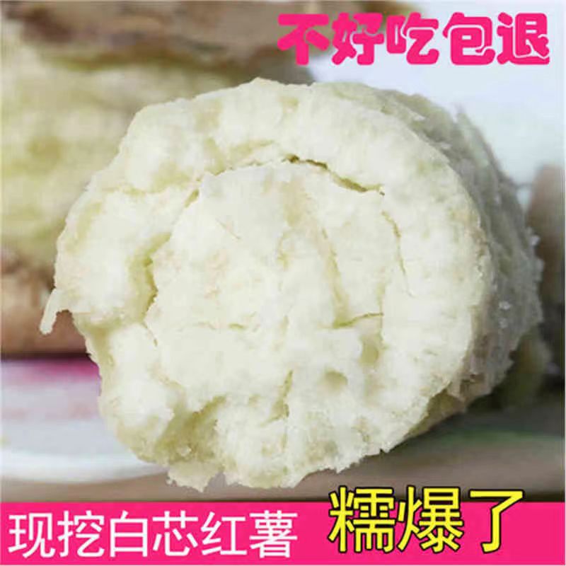 【牧阳】新鲜白心红薯现挖2022年板栗白薯小蜜红薯山东红皮白瓤大地