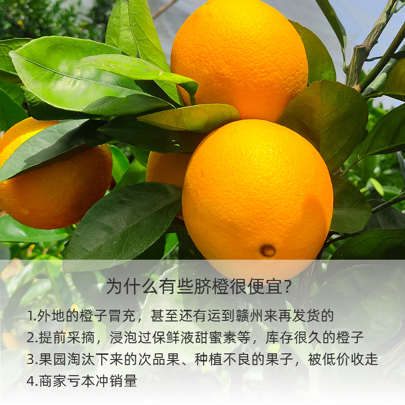 【牧阳】正宗江西赣南脐橙橙子20斤新鲜水果甜橙大果当季果整箱包邮