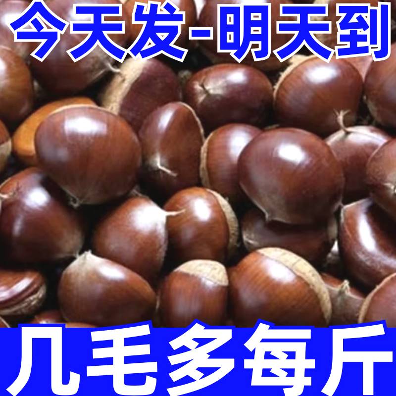 【牧阳】带头降价】现摘丹东板栗生新鲜有机生栗子糯甜板栗非油栗迁