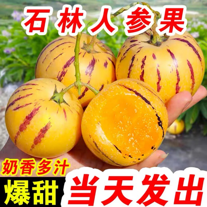 【牧阳】人参果云南石林大果新鲜人叁果水果七彩黄肉圆果人生果包邮