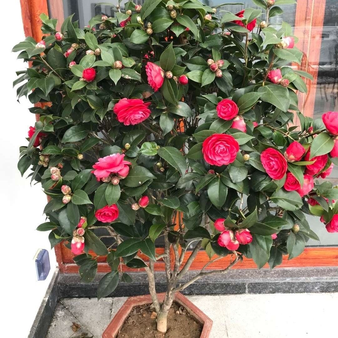 浓香型香妃茶花盆栽六角大红赤丹茶花带花苞特大树苗室内室外庭院