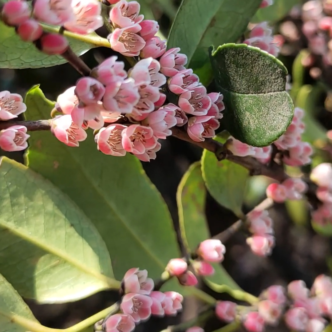 新鮮桩子  绿植花卉