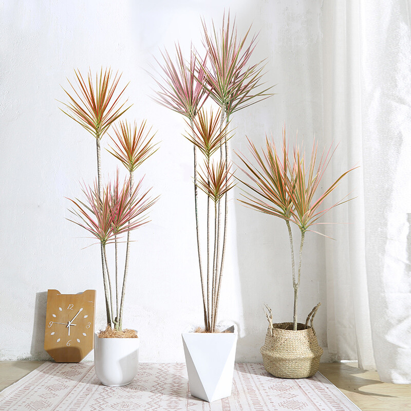 七彩千年木 网红绿植盆栽室内办公室大型盆栽观赏组合生长期观赏