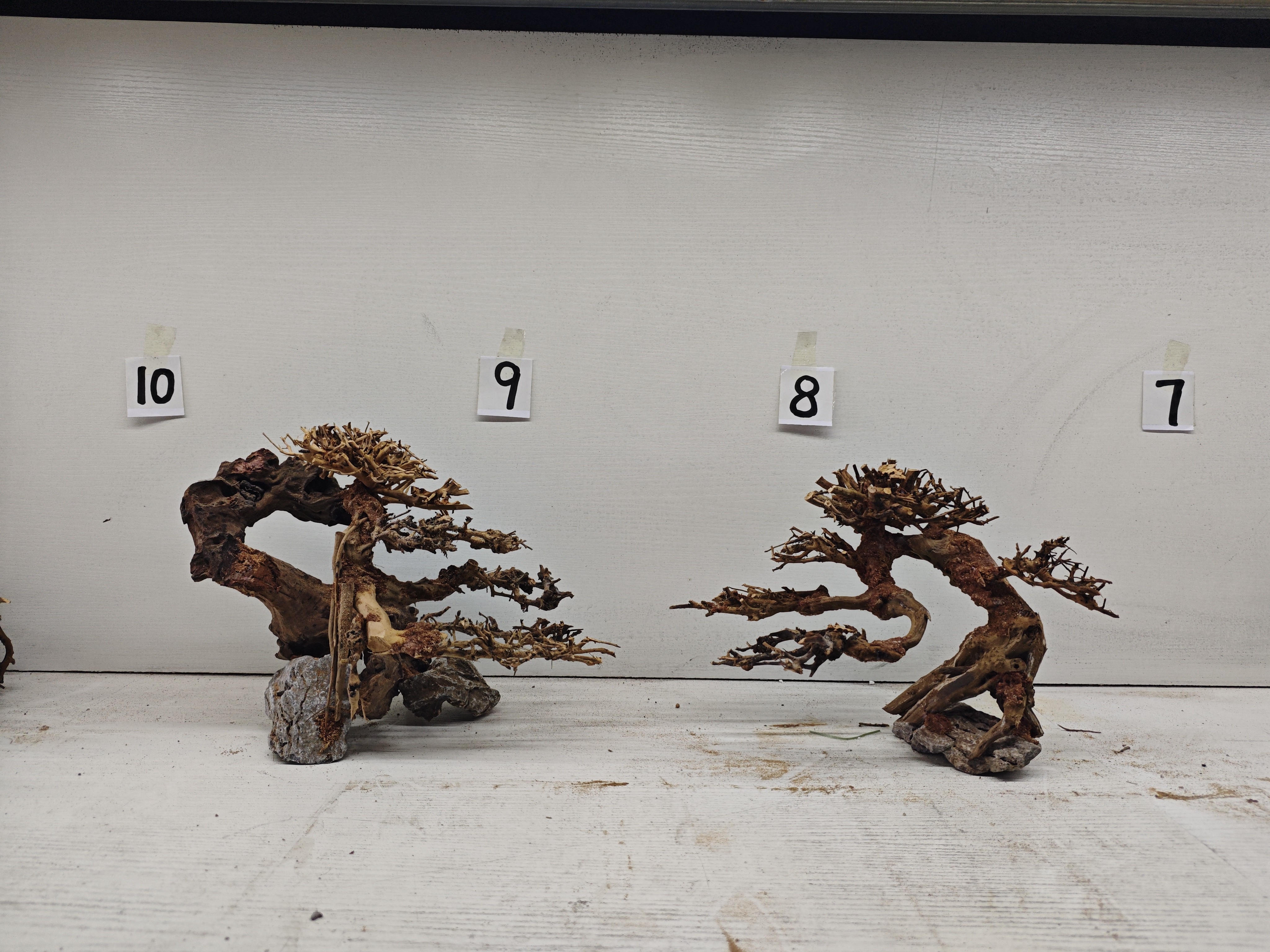莫斯树，水草，沉木