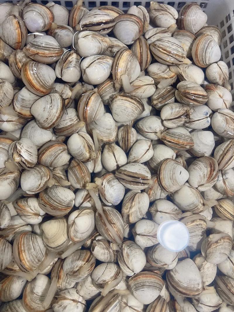 边贸大白蚬子5斤