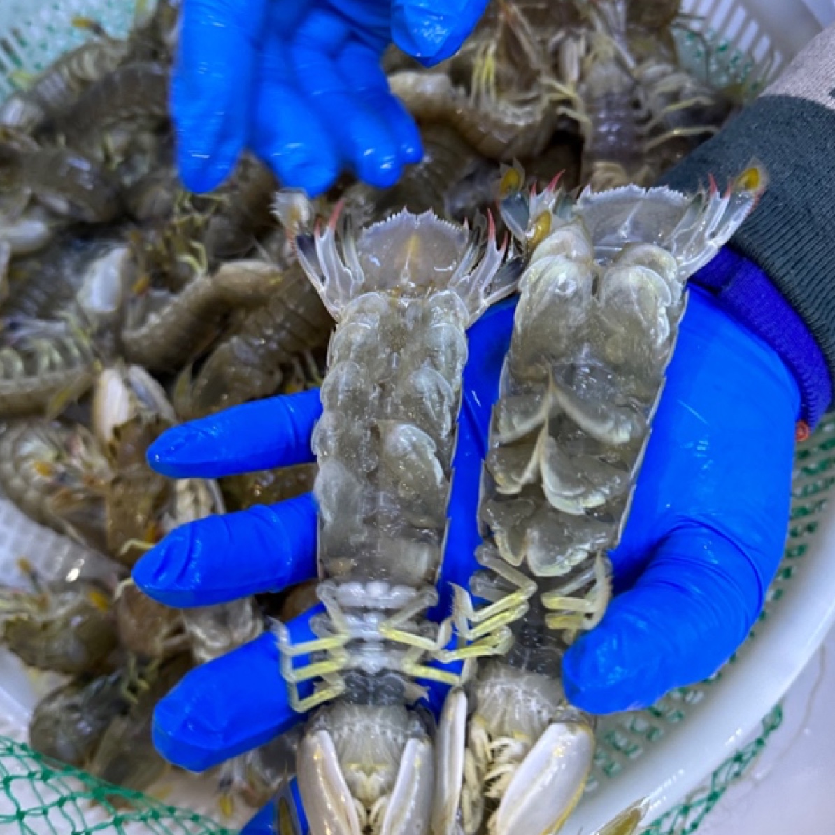 【保鲜不保活】渤海湾 皮皮虾！2斤起