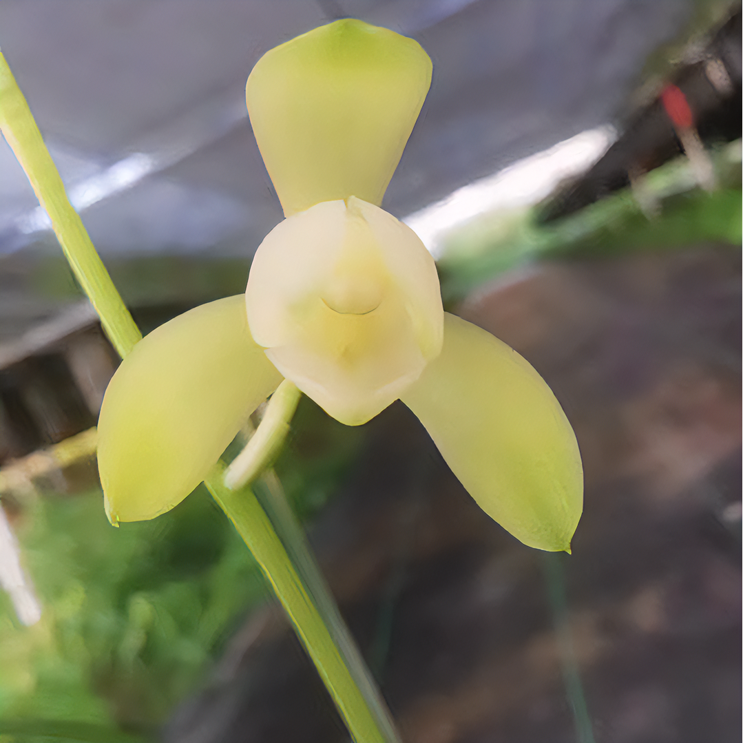 浓香素雅，好养易活，建兰铭品翠衣仙子（2苗一组）