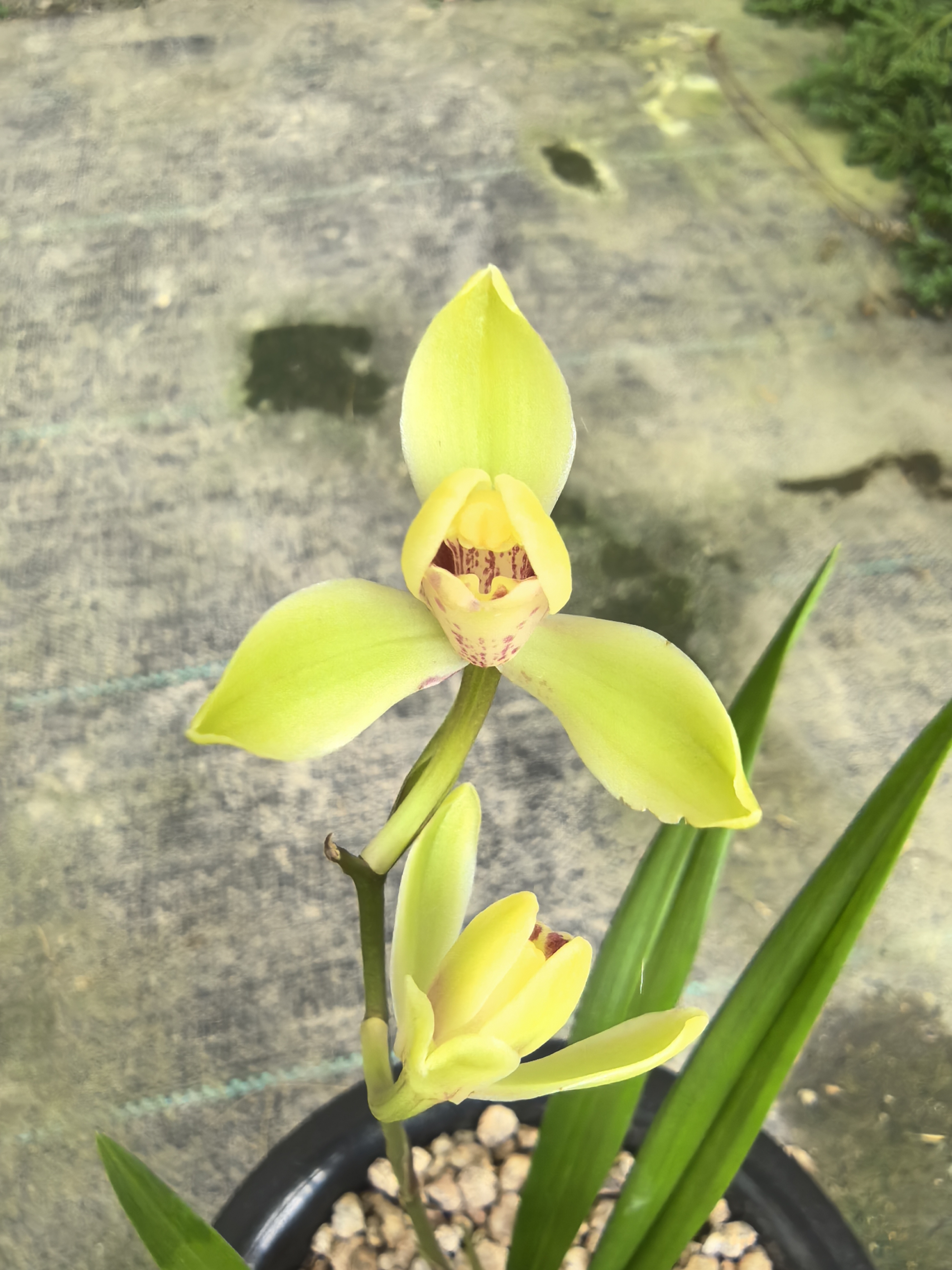 经典铭品，梅形水仙之冠，最美四季中华水仙（2苗一组）