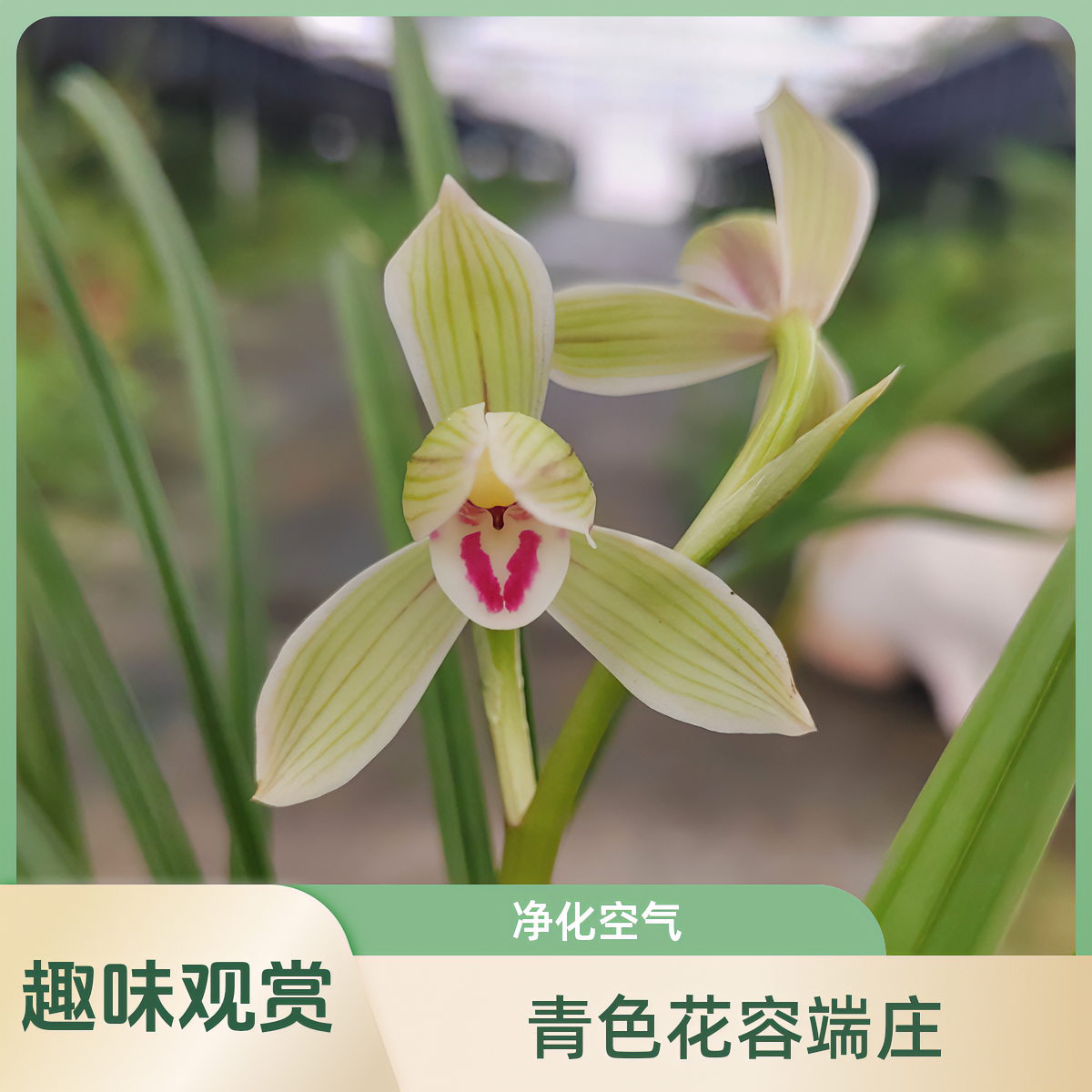 易栽培勤开花莲瓣兰荷瓣名品朱丝玉荷（两苗一组）