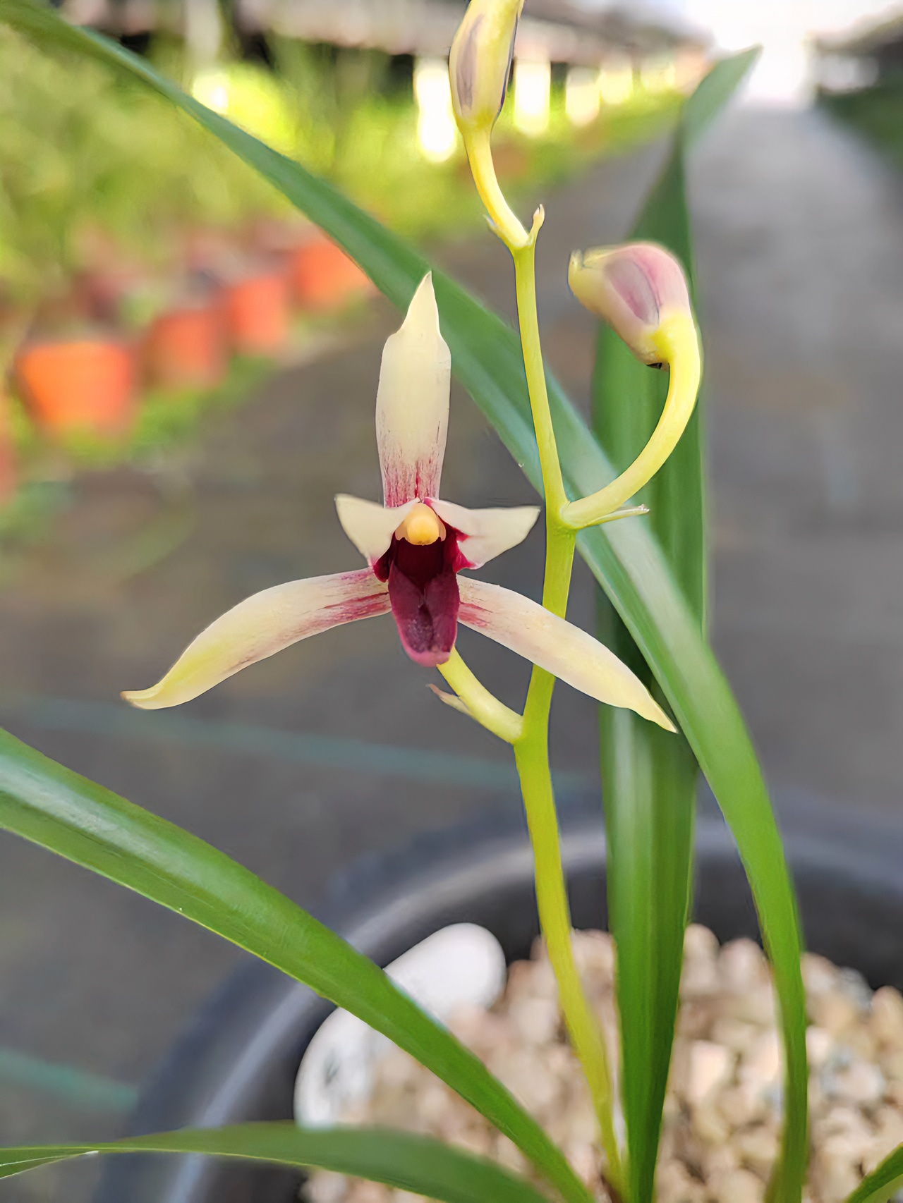 建兰精品经典色花赤诚（2苗一组）