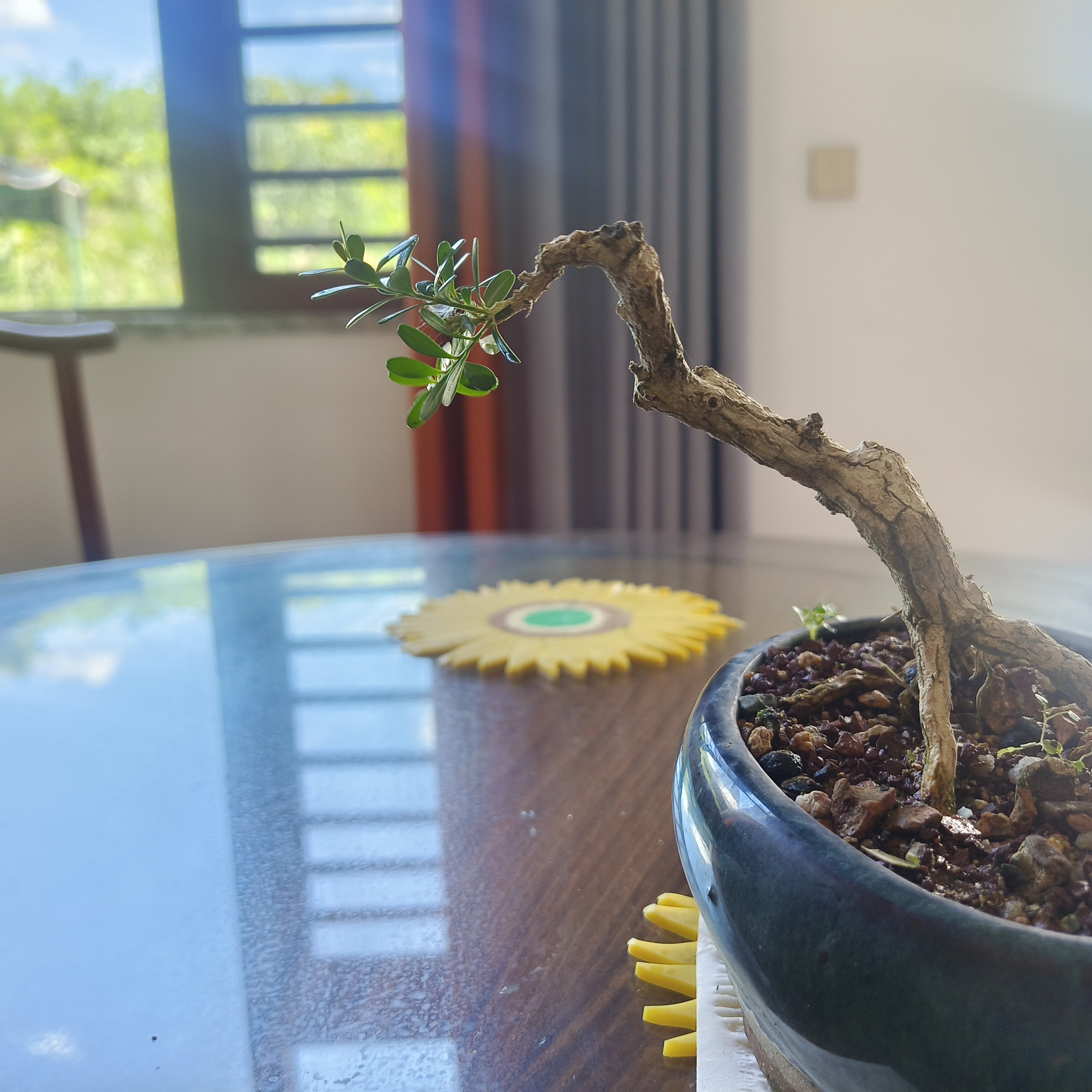 凤米嫁接海岛黄杨小老桩