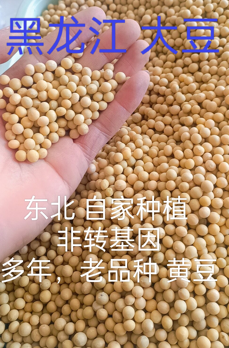 东北自己家种植的黄豆大豆打豆浆生豆芽5斤装《食用农产品》