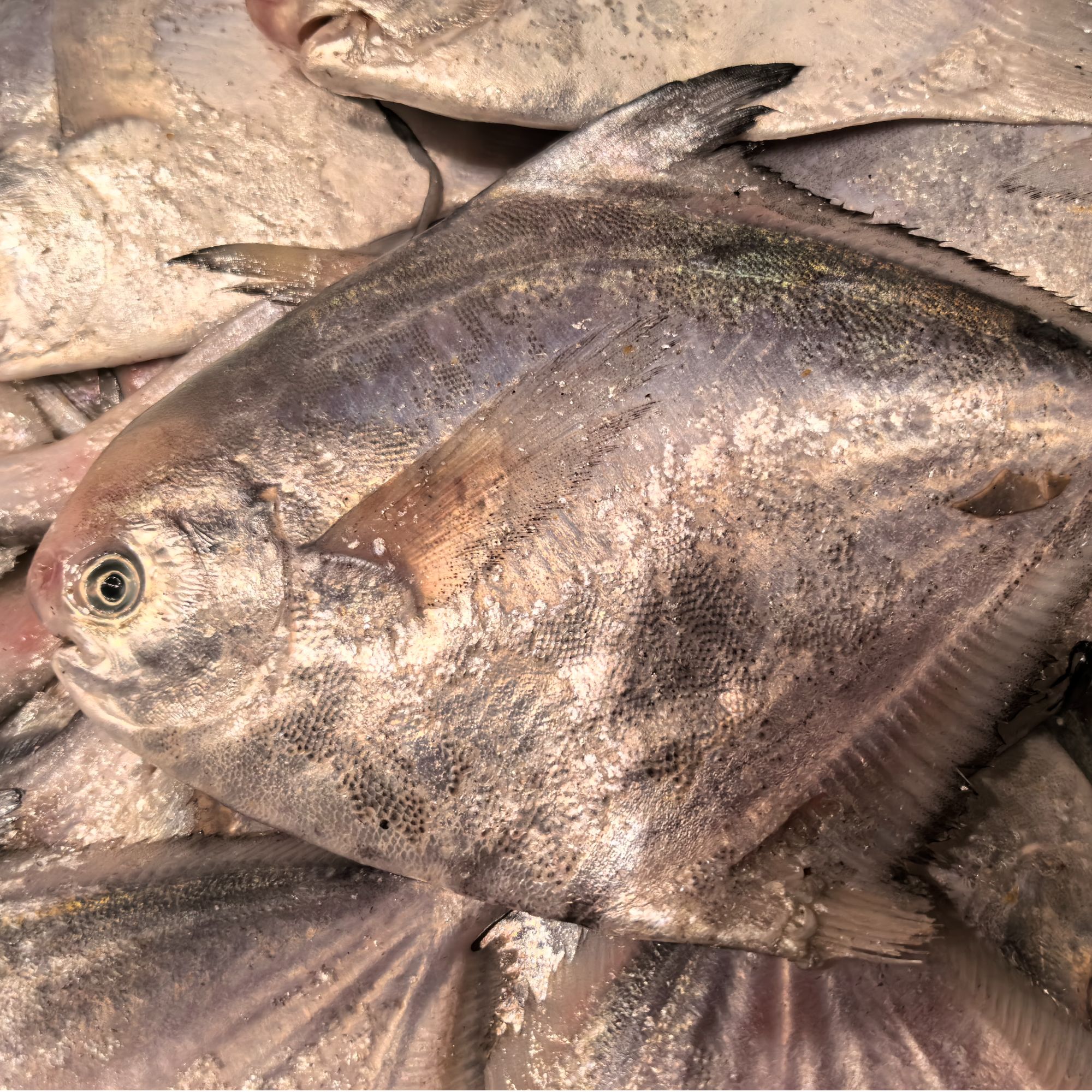 东海野生流网鲳鱼4条两斤左右（船冻）