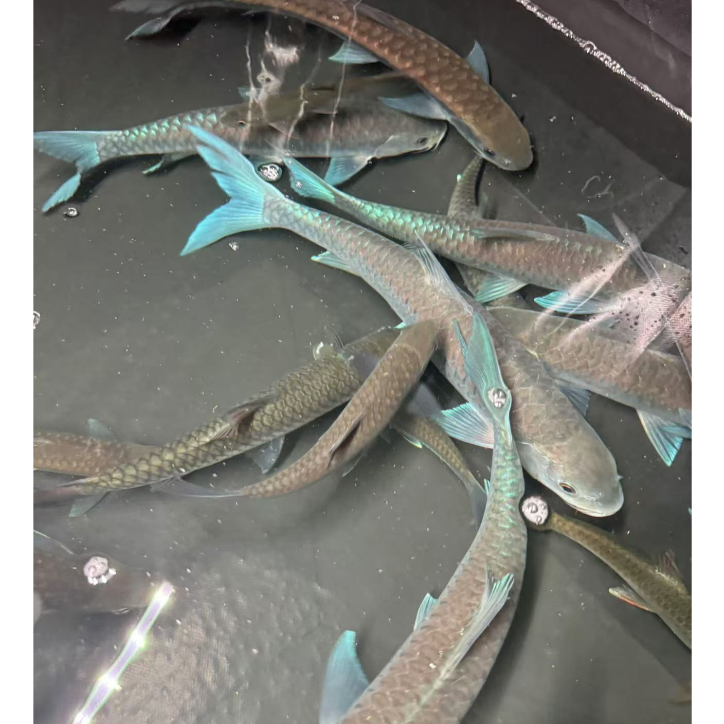 蓝吉罗鱼异口新光唇