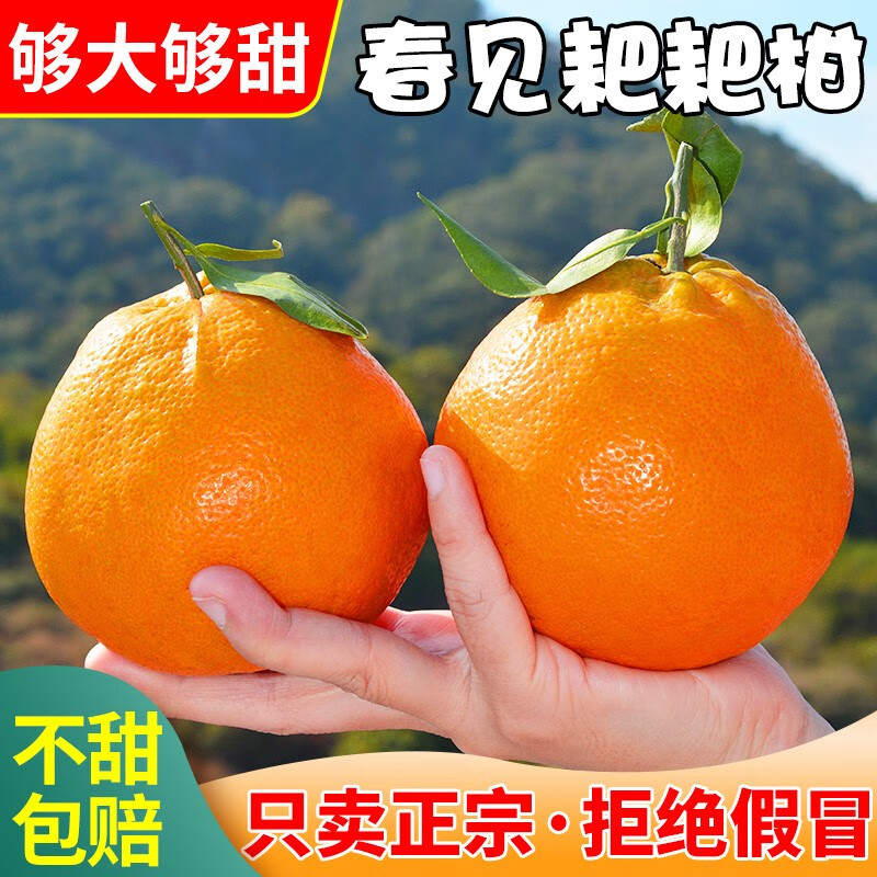 【2025头茬耙耙柑】云南橘子桔子新鲜采摘现摘手剥皮水果