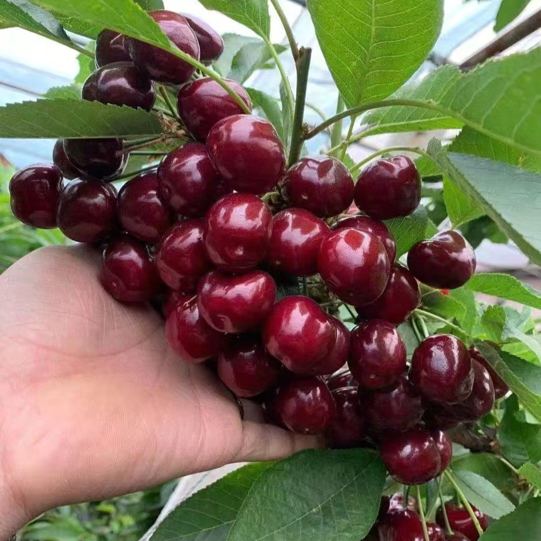 车厘子大樱桃树苗自花授粉盆栽地栽南北方种植