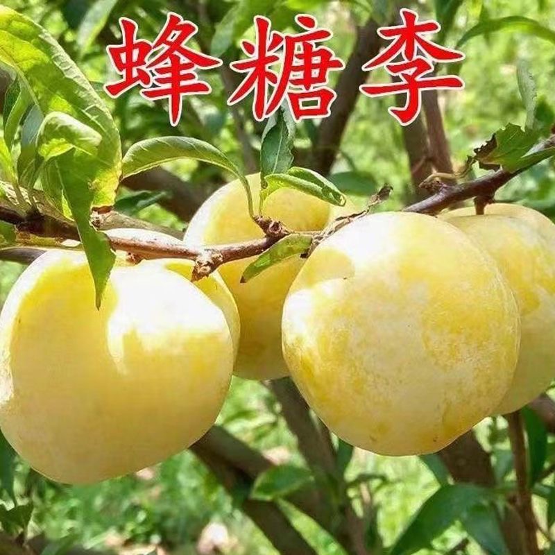 李子树苗盆栽地栽南北方种植