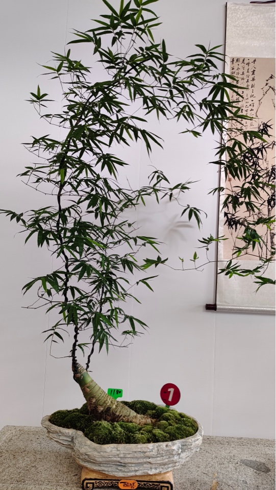 精品小叶簕竹罗汉竹绿植金枝玉叶盆栽售卖一物一拍罗汉松室内盆景