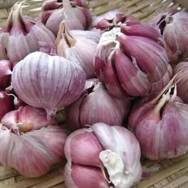 贵州新鲜本地红蒜凉拌做蘸水炒菜煲汤