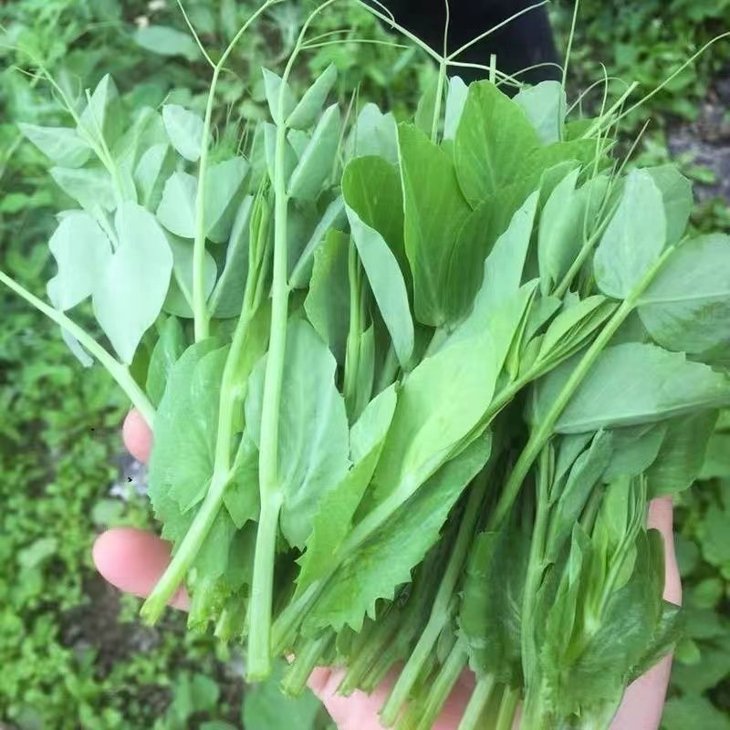 贵州高山豌豆尖农家自种包邮