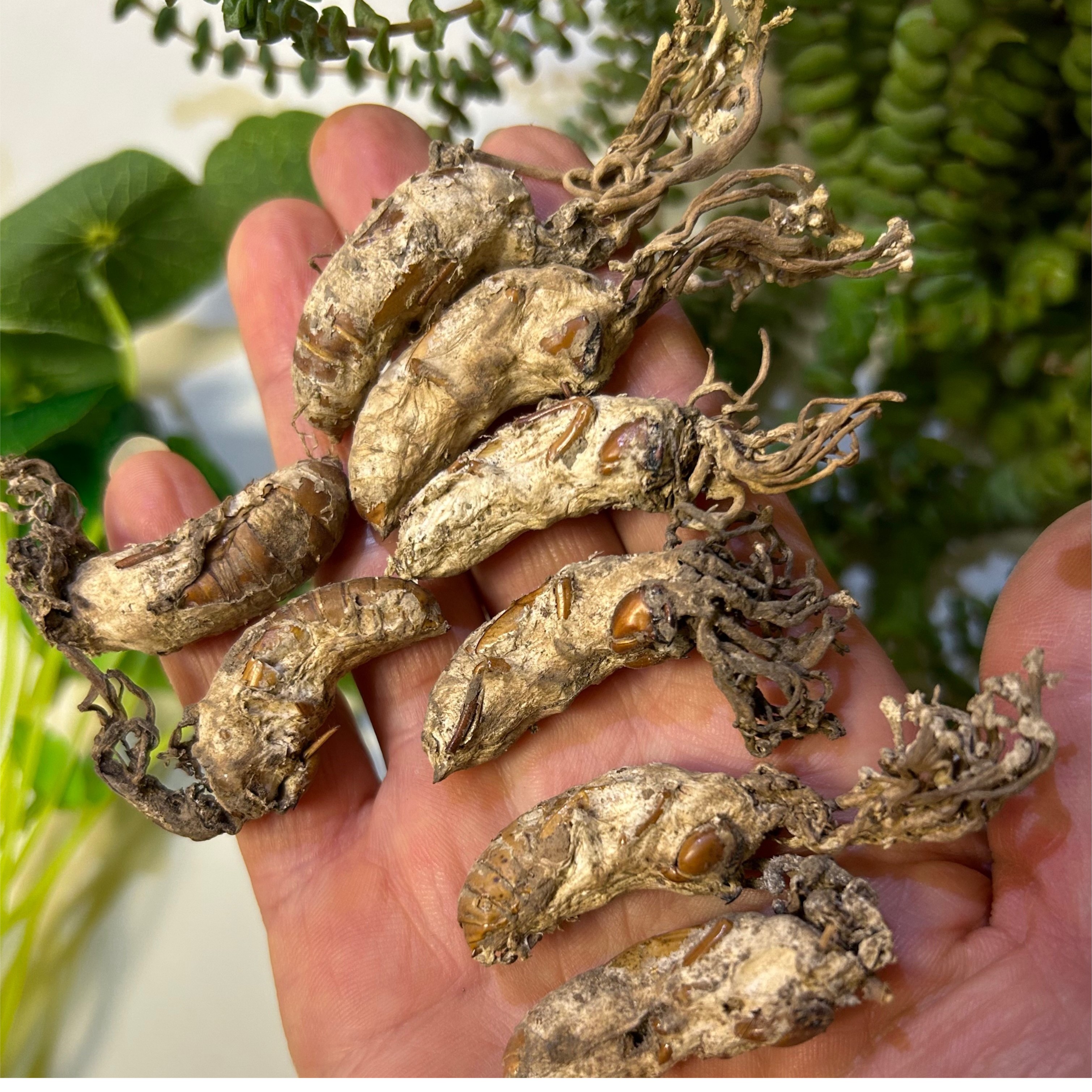 深山采挖  蝉花 知了花 蝉花参50克/100克/250克/500克