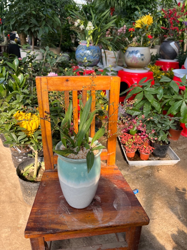 梦香兰办公盆栽禅意开花清香植物