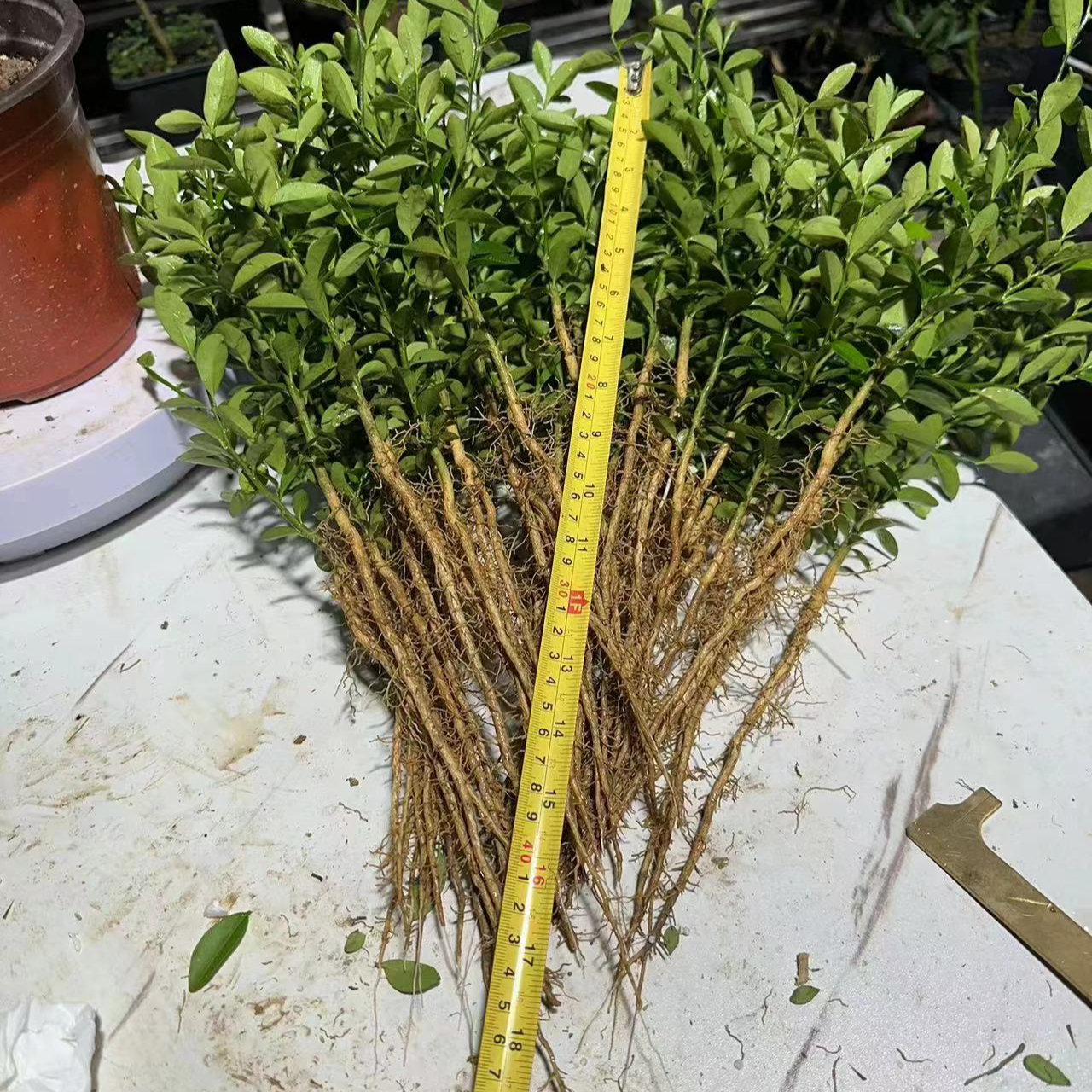 福豆籽播苗盆栽附石苗附石福豆