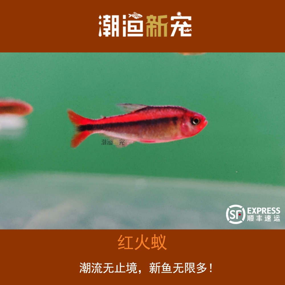 红火蚁  热带小型观赏灯鱼 顺丰包邮包损