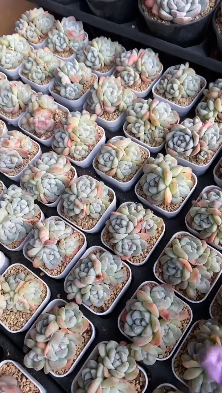 【闪购商品】冰玉小群生四头起发