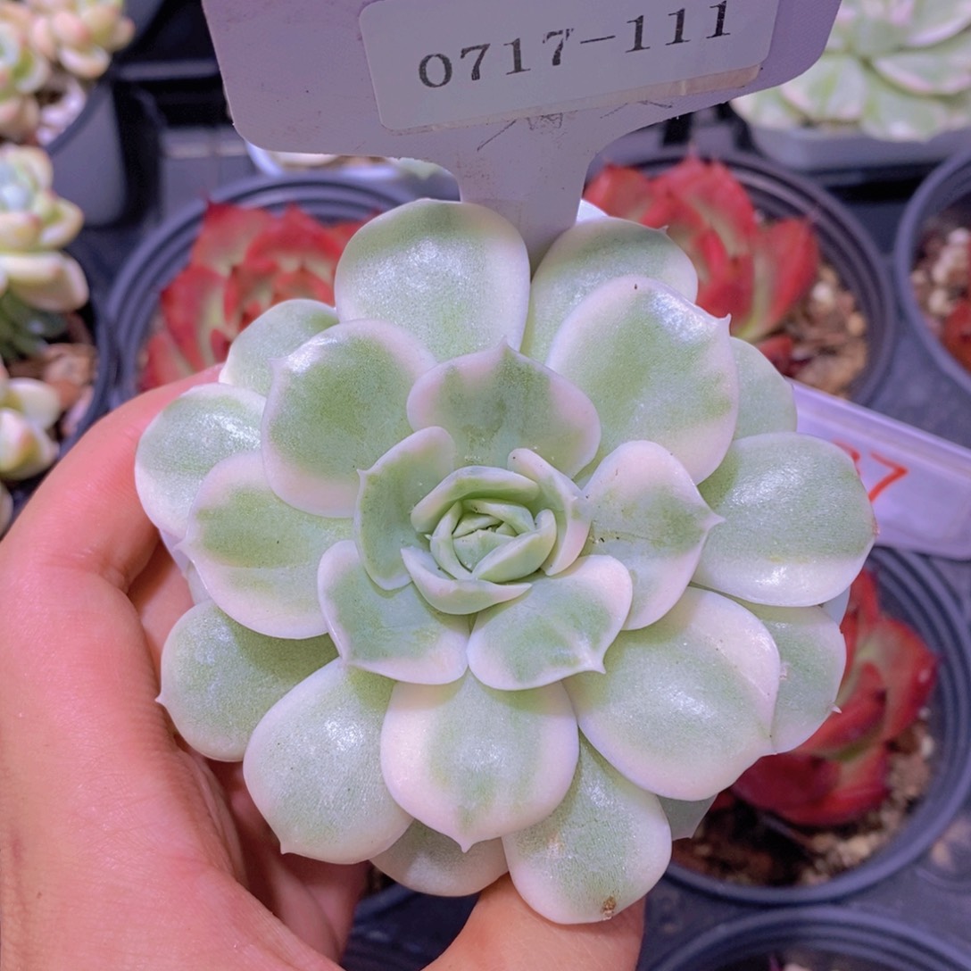 0715-111昂斯诺锦一颗