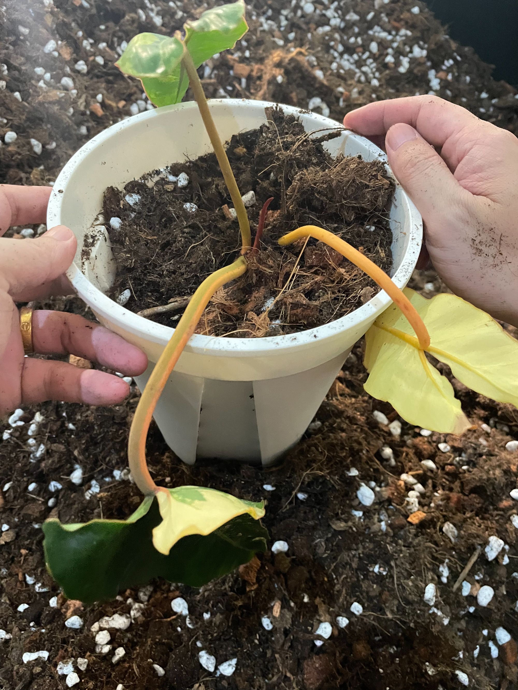 橙柄锦蔓绿绒  锦化植物一物一拍不包后期锦化和运输叶损