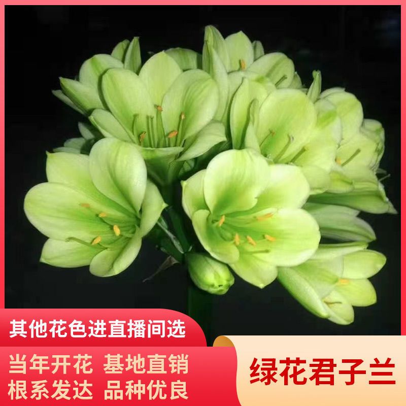 一物一拍选择养好美观绿花君子兰小苗2到4叶适合开花新疆西藏除外
