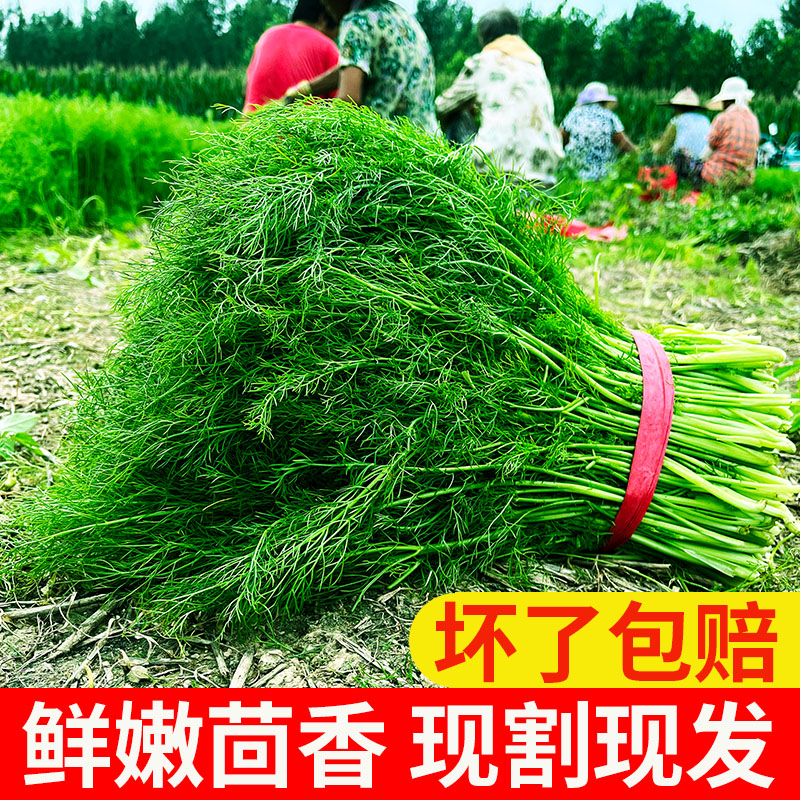 新鲜茴香菜【直播间专享低价】不带根