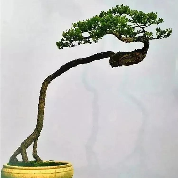 中华红枫五角红枫直播链接