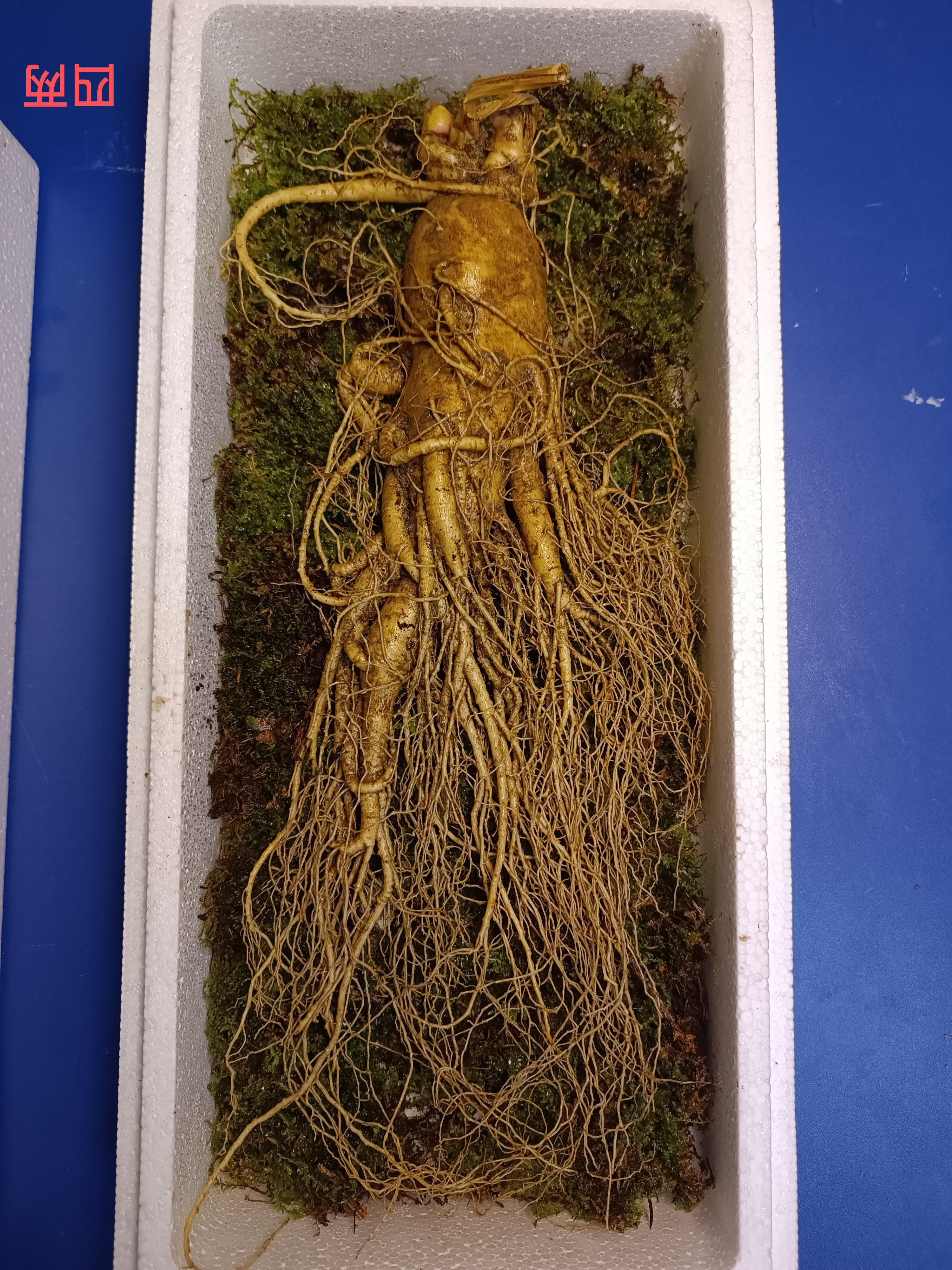 长白山鲜人参，图片仅供参考商品以实物为准