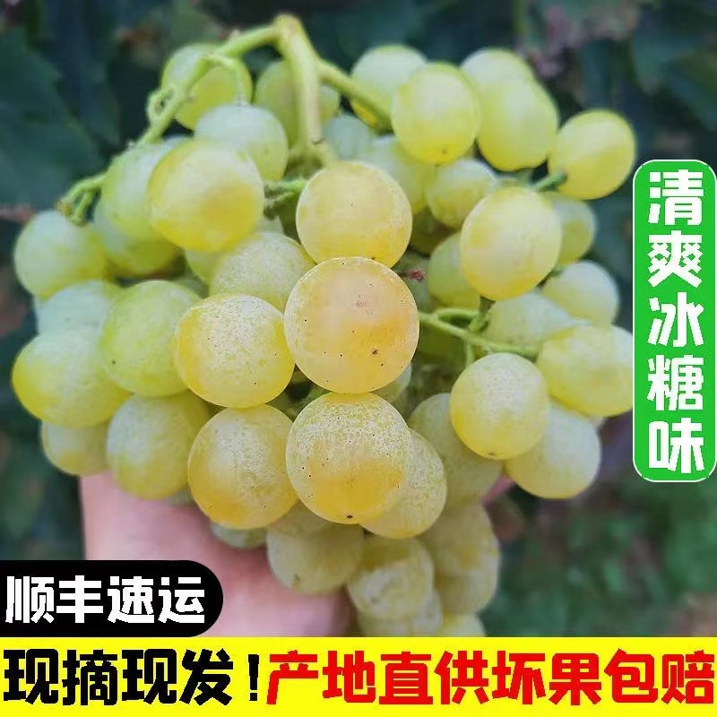 泽山一号【白玫瑰】葡萄新鲜现摘葡萄顺丰包邮清新爽口当季水果甜