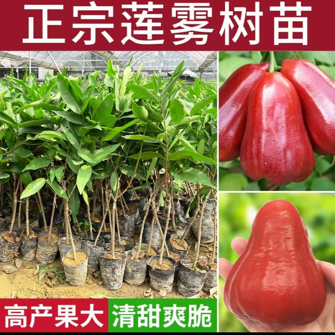 正品正宗莲雾果树苗源头苗场包邮发货规格品种任选价格便宜
