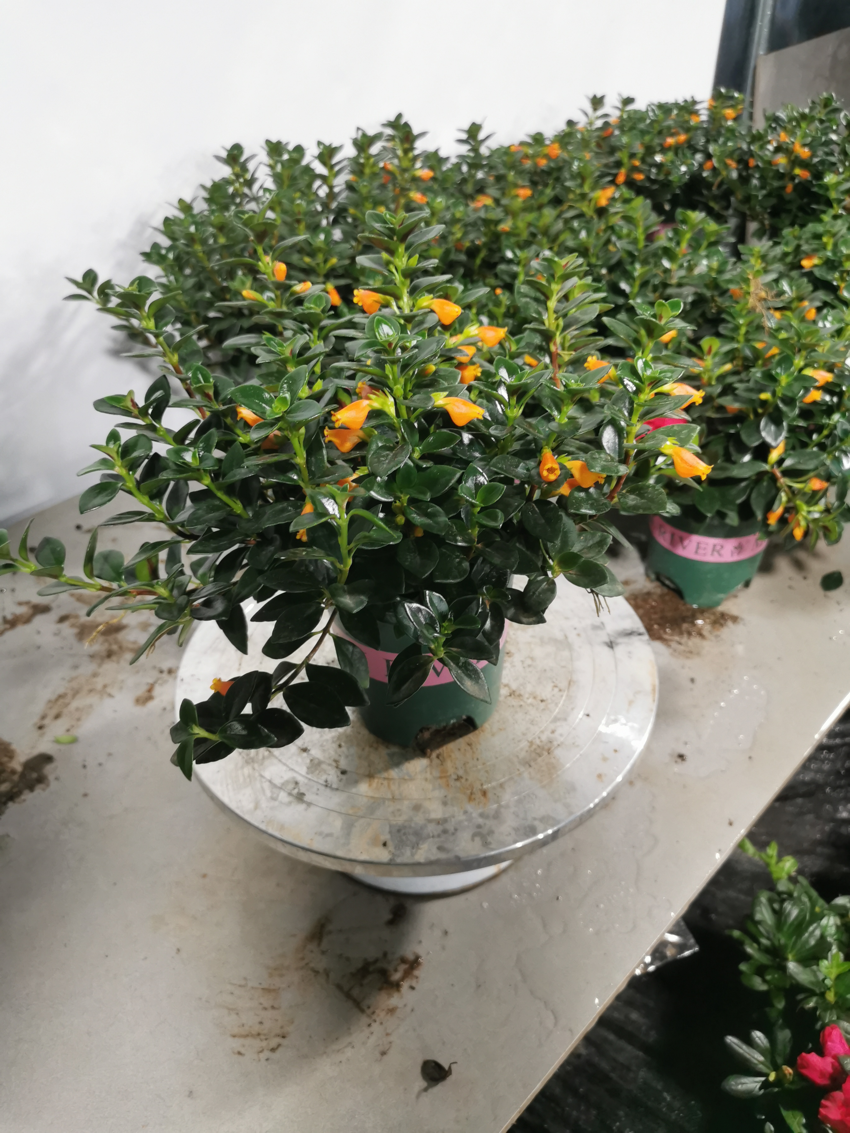 金鱼花吊兰盆栽花卉绿植植物带花包金黄色室内外客厅摆放四季开花