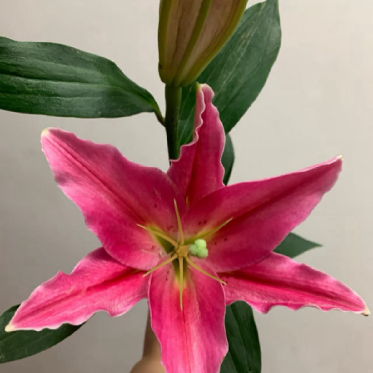 【云南基地源头直发】西诺红香水百合【0°以下请拍保温棉】