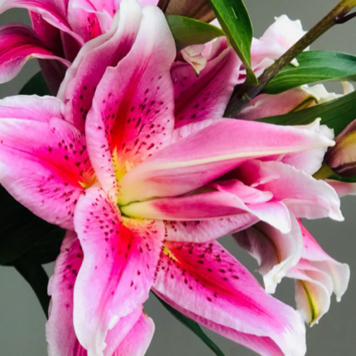 【云南昆明基地源头优选】蝶舞红尘重瓣百合【0°以下地区拍保温棉】