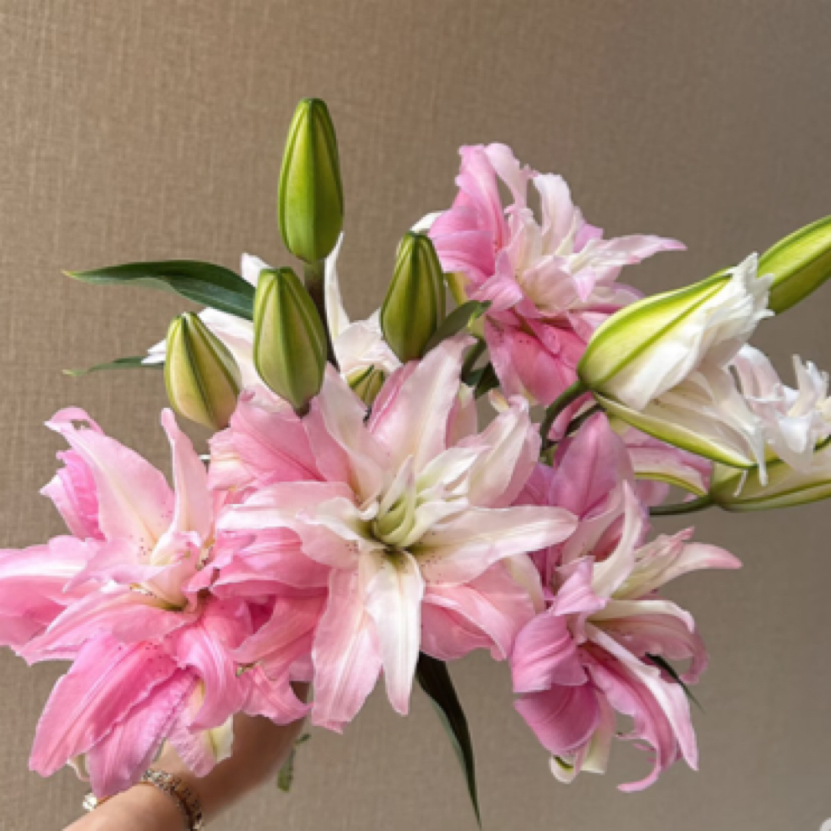 【云南基地源头优选】黛安娜重瓣百合0°以下请拍保温棉