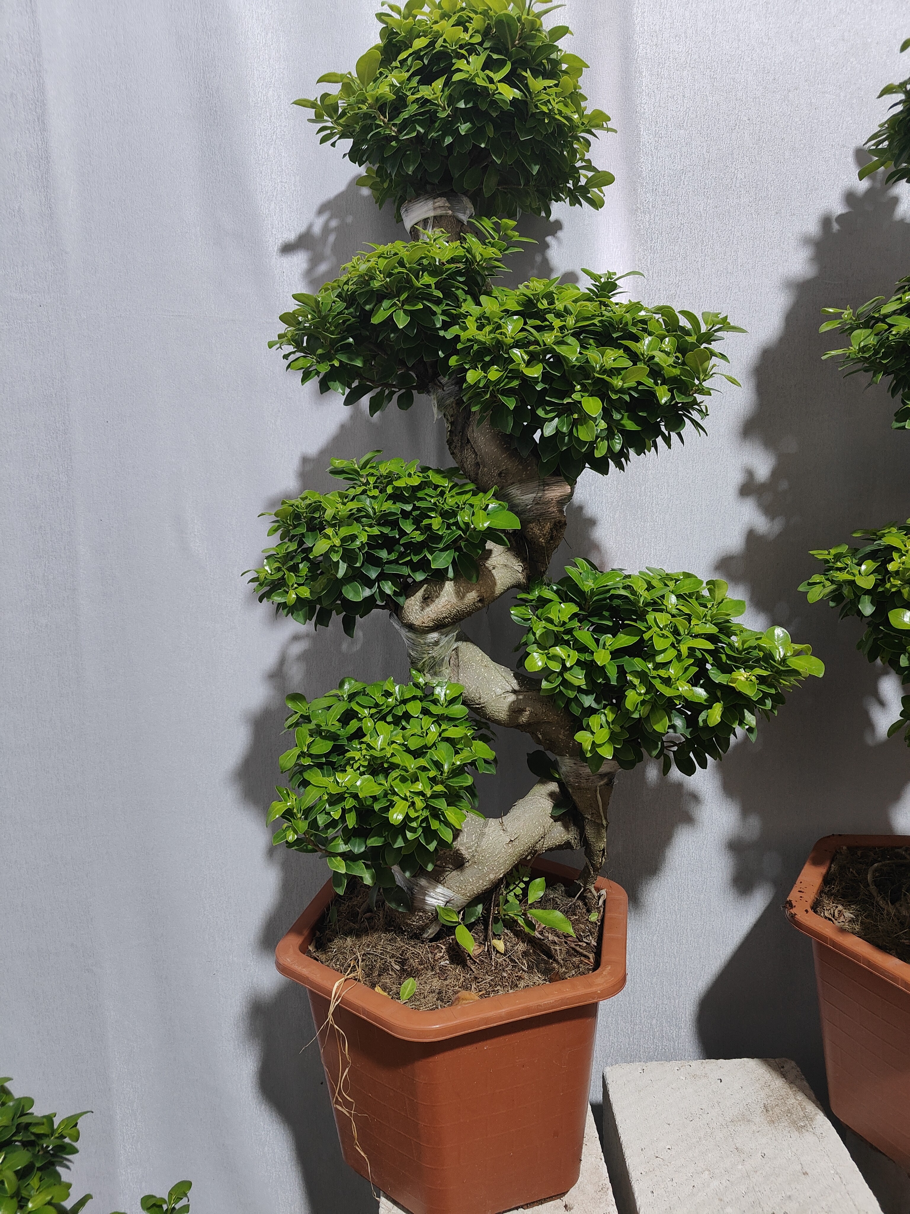 S弯型金钱榕树，高档盆景带盆高度1米一1米1左右(顺丰包邮)